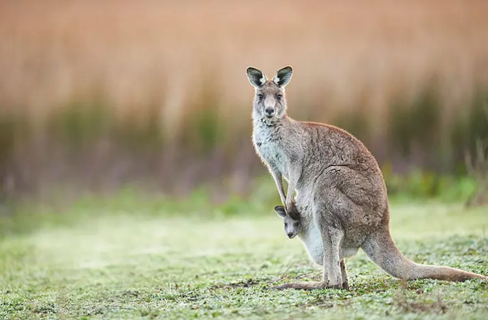 G-project——“艾露法”评测！又双叒叕是双通道，何时业界能放弃这个念头？