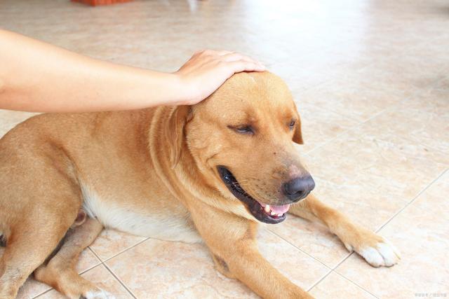 火炮——“残暴的阿丽奈”评测！平坦的“砂纸结构”，真空玩法下居然意外的体验很爽？