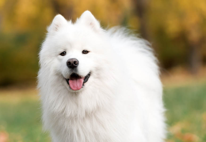 キテルキテル——“独角兽高级版”评测！买到套牌了，但居然比本家还要好？！