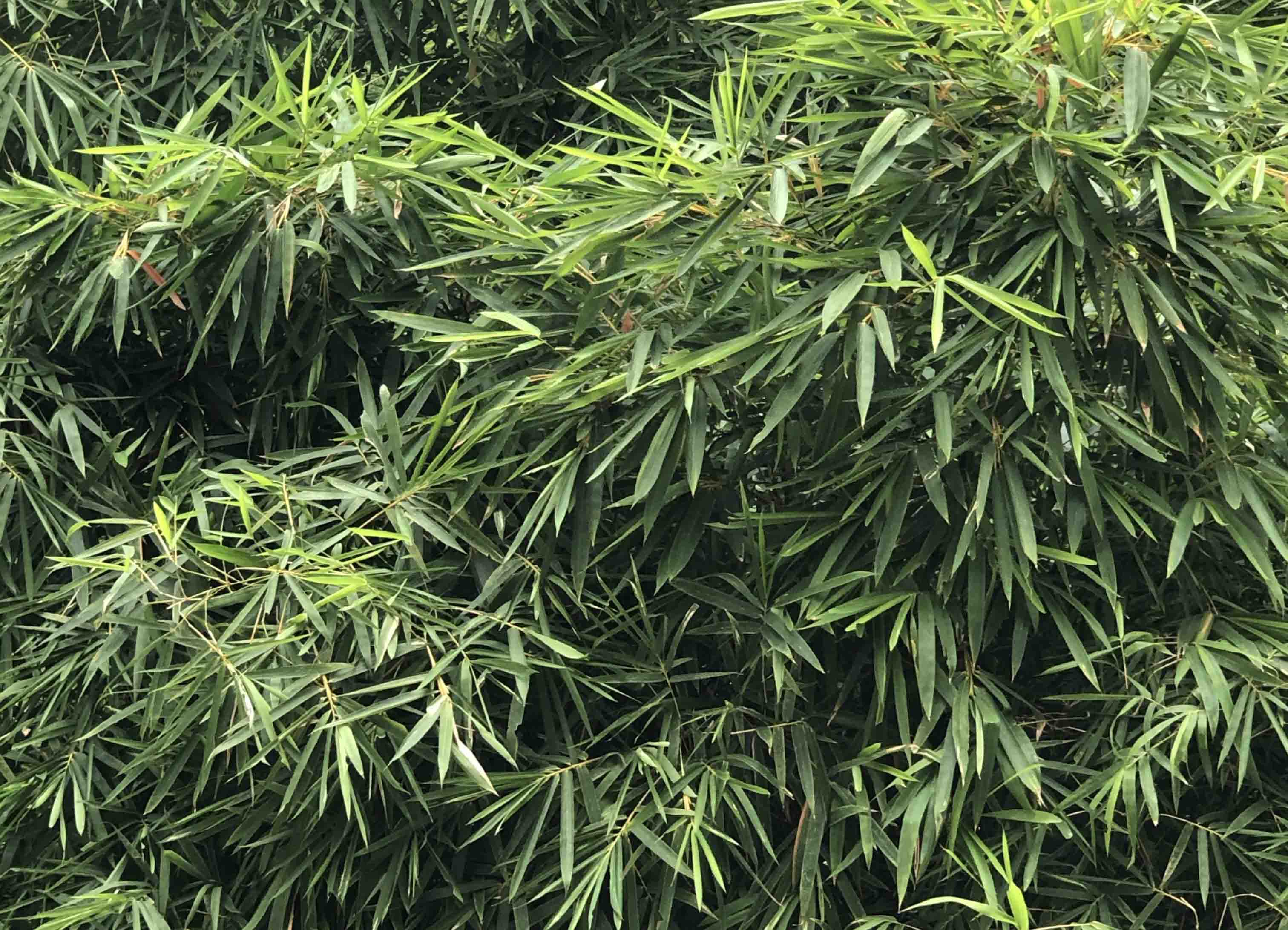 汤马托易士——“绝顶敏感娘”评测!完全没有感受到设定的概念,但是还算蛮好用的